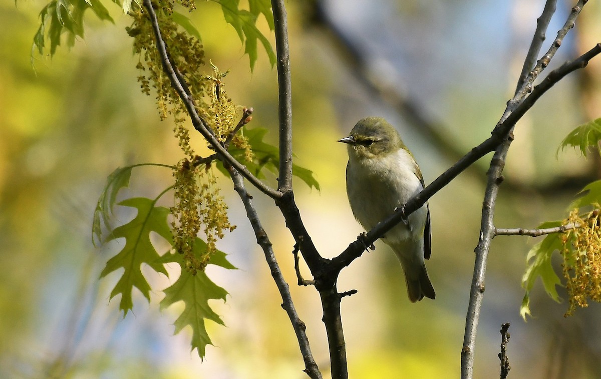 Tennessee Warbler - Marcia Suchy