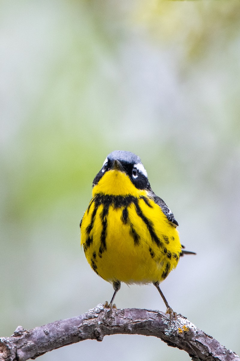 Magnolia Warbler - ML619378436