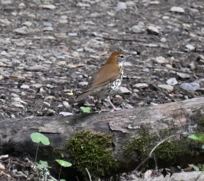 Wood Thrush - C Gross