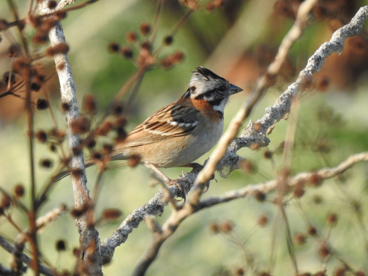 Rufous-collared Sparrow - Javier A.V. Diaz