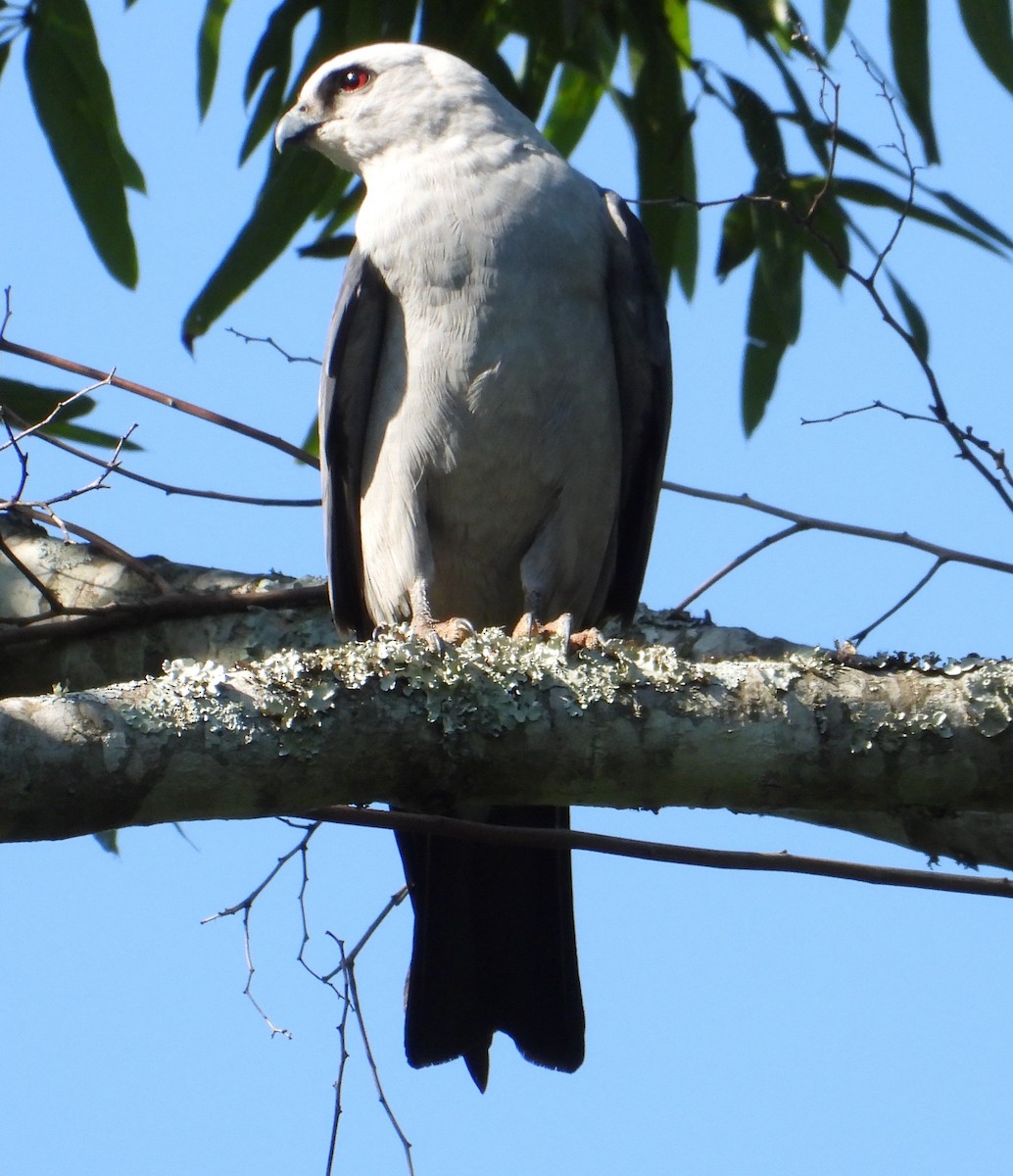 Mississippi Kite - Xina Jones