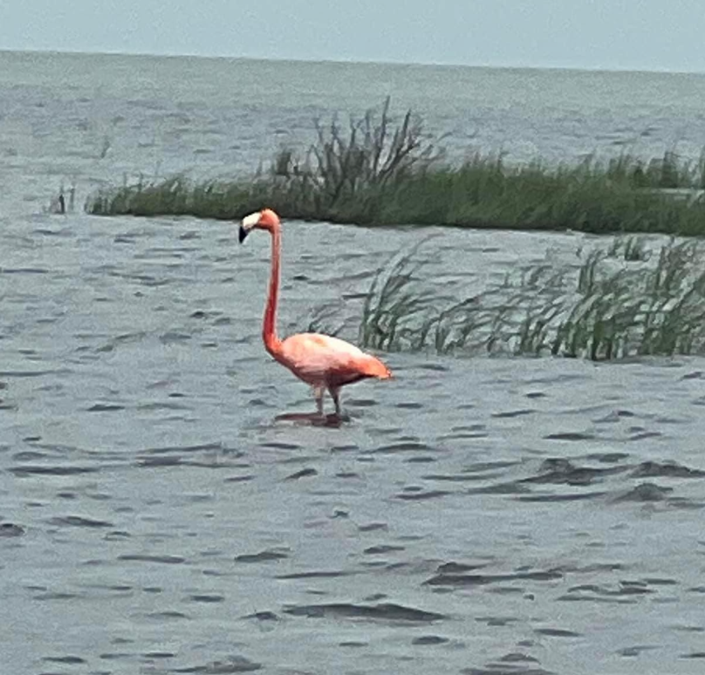 American Flamingo - Silvia Gonzales