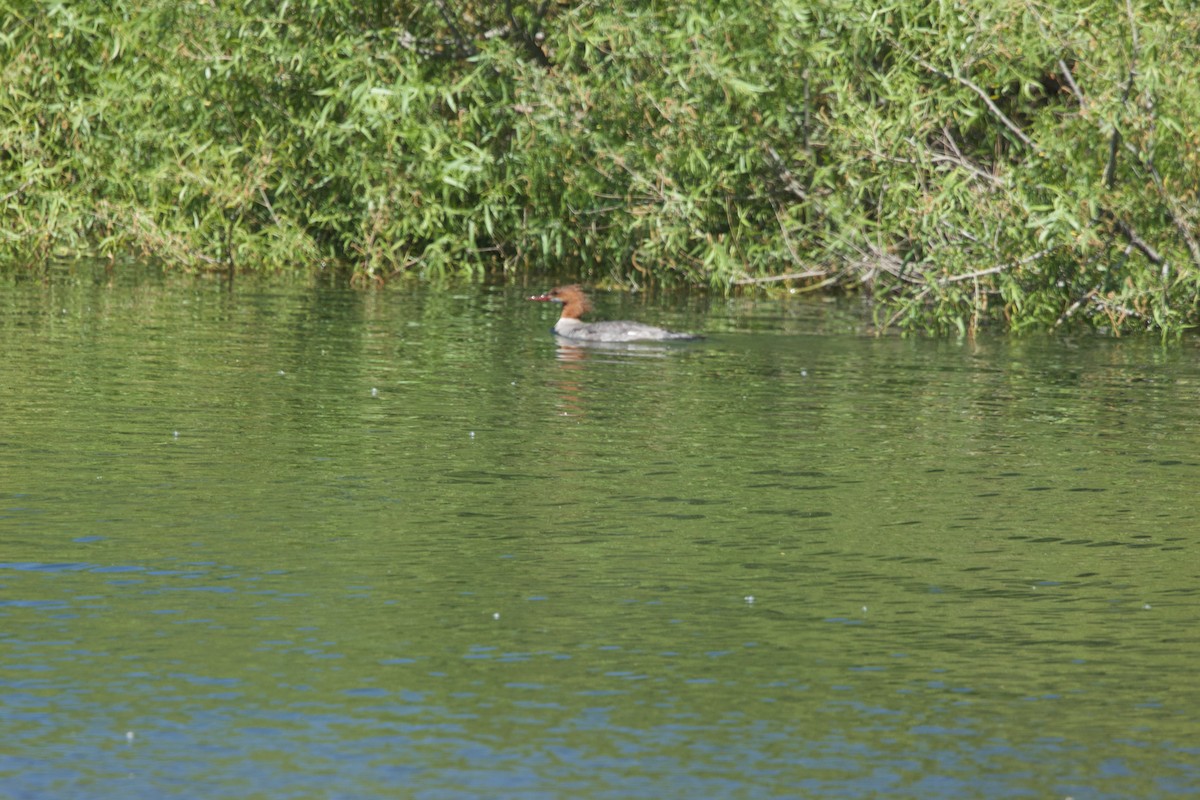 Common Merganser - Deanna McLaughlin