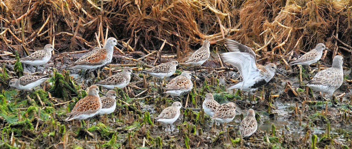 Semipalmated Sandpiper - Alan Mitchnick