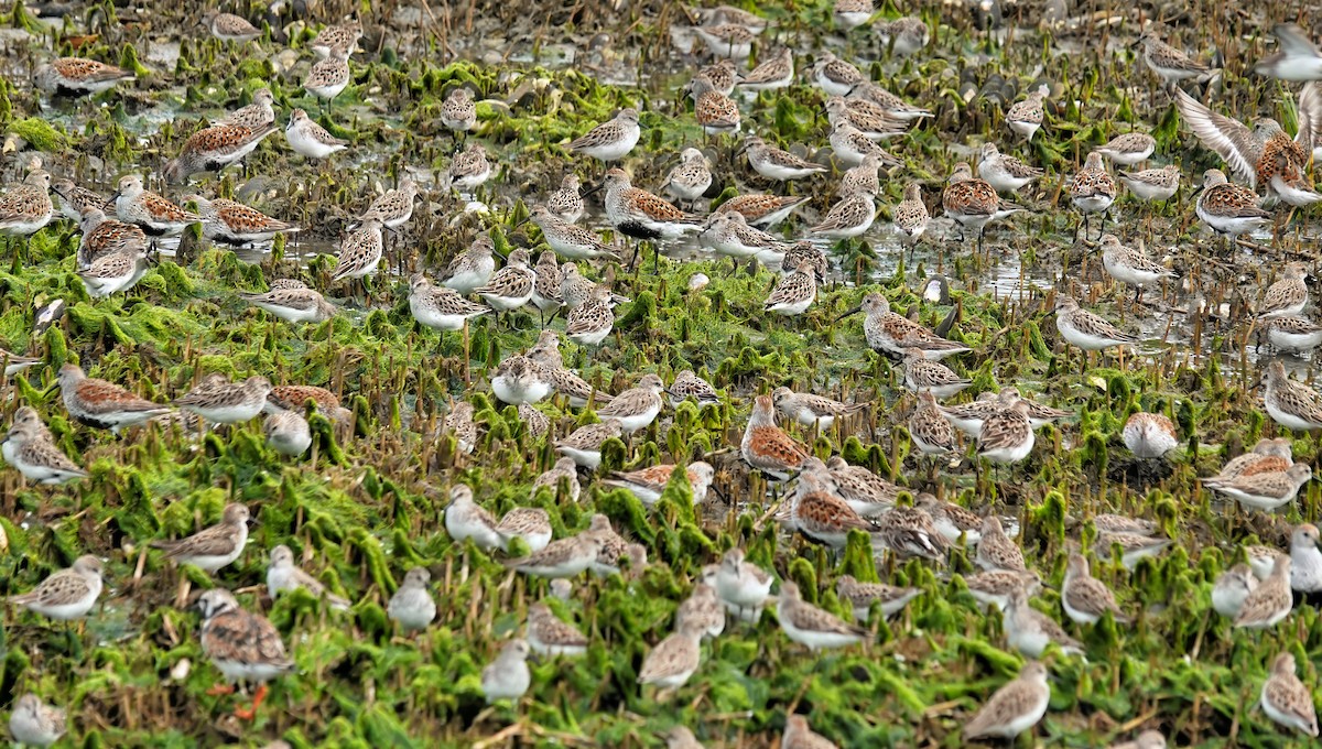 Semipalmated Sandpiper - Alan Mitchnick