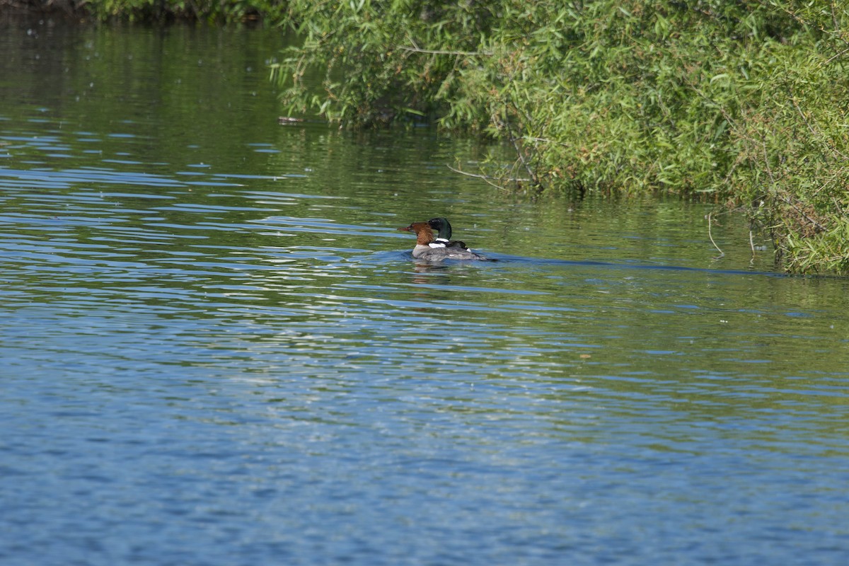 Common Merganser - Deanna McLaughlin