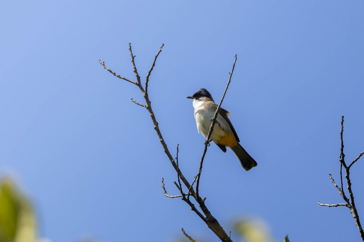 Bulbul à poitrine brune - ML619378501