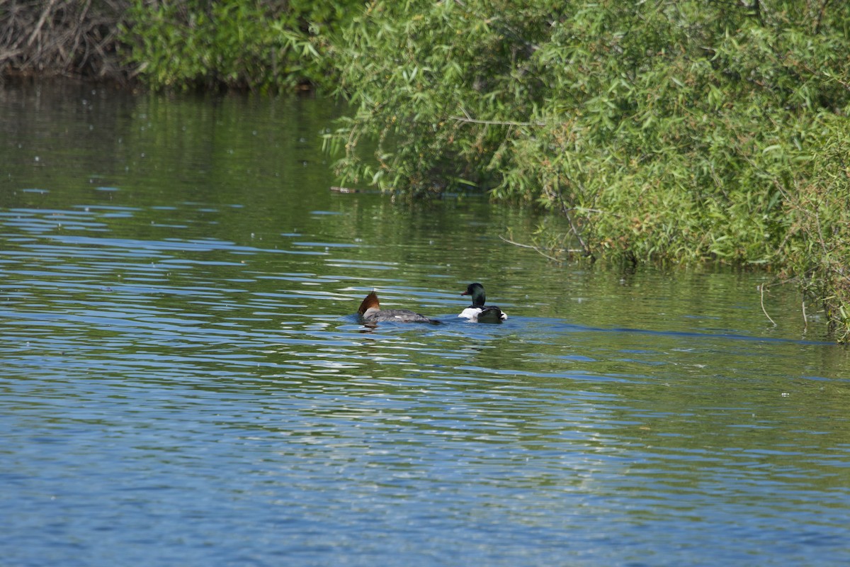 Common Merganser - Deanna McLaughlin