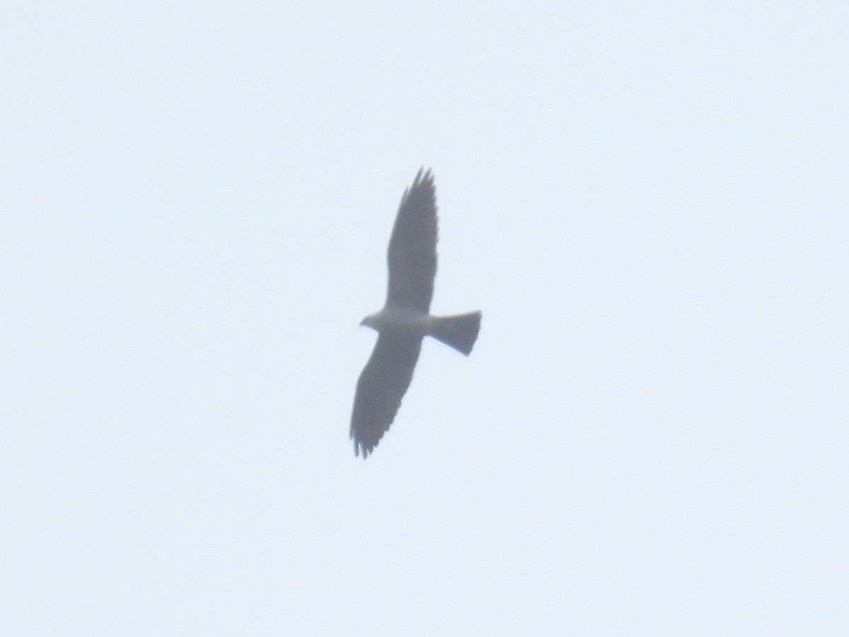 Mississippi Kite - bob butler