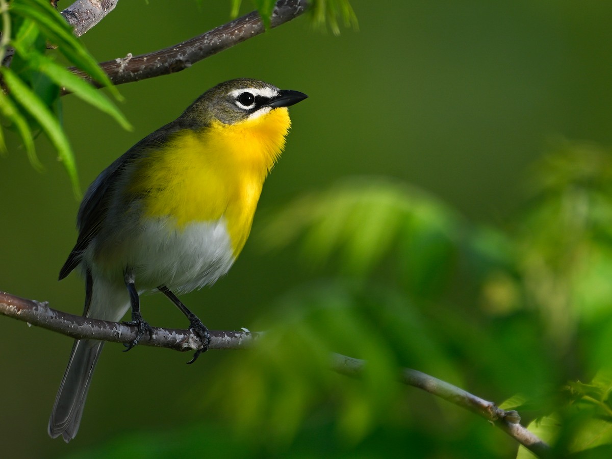 Yellow-breasted Chat - ML619378506