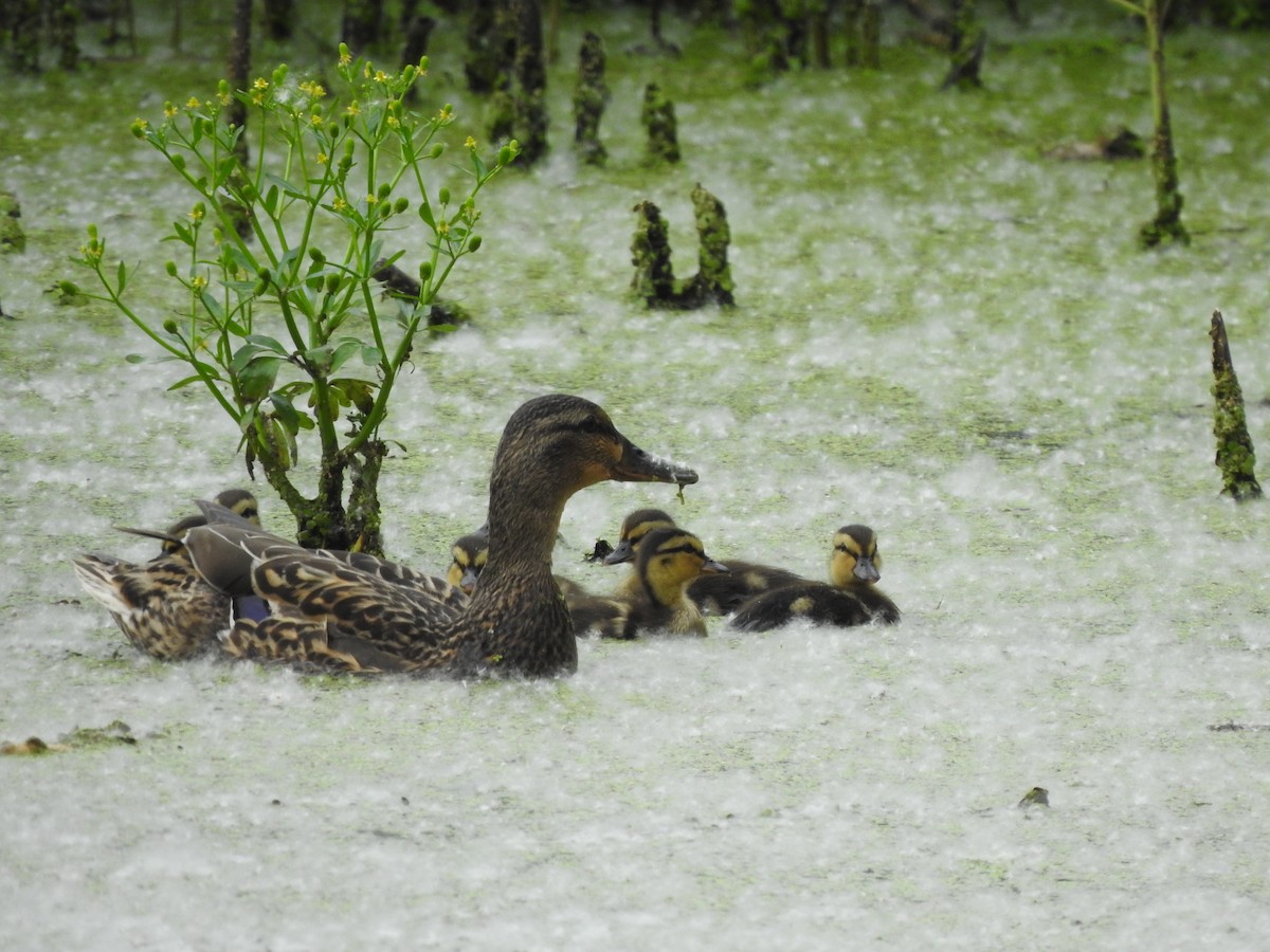 Mallard - ML619378512