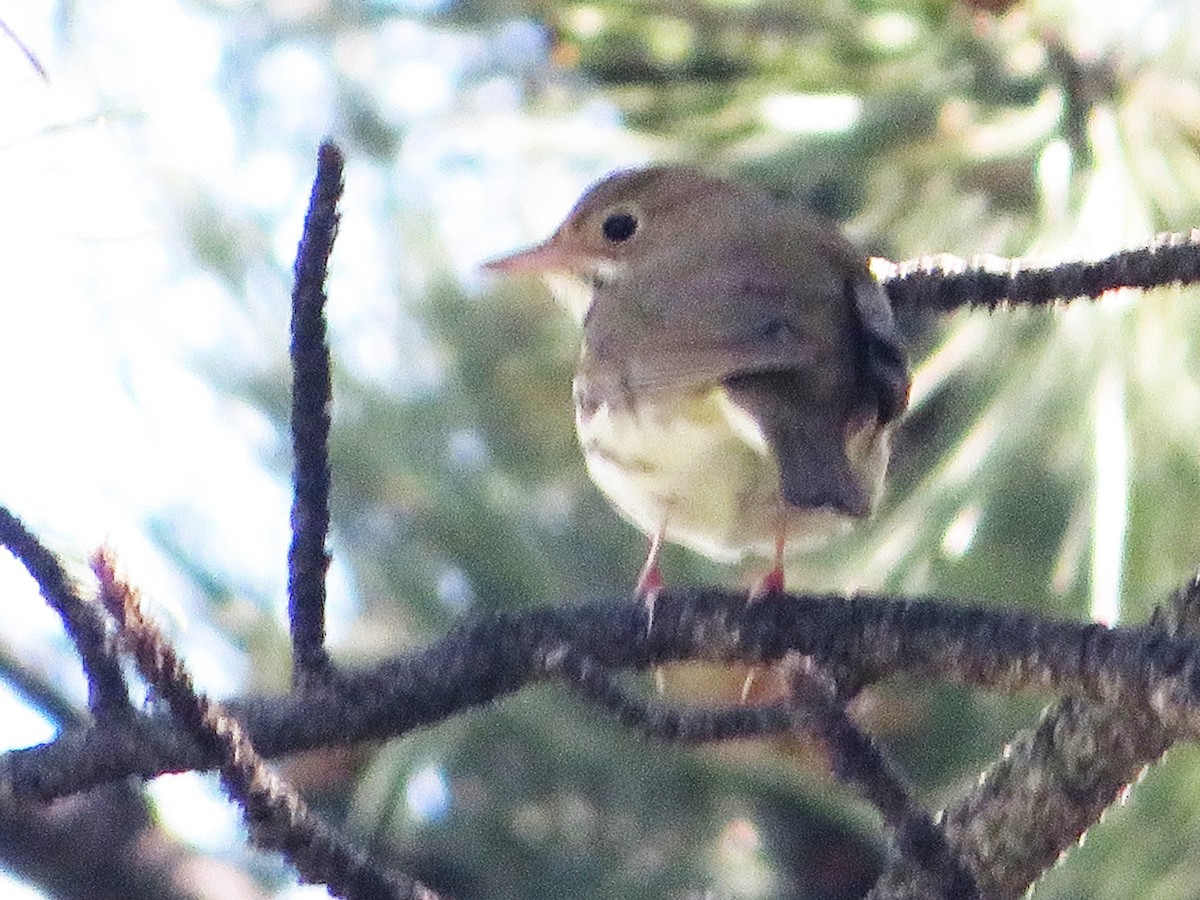 Ovenbird - Ken Wat