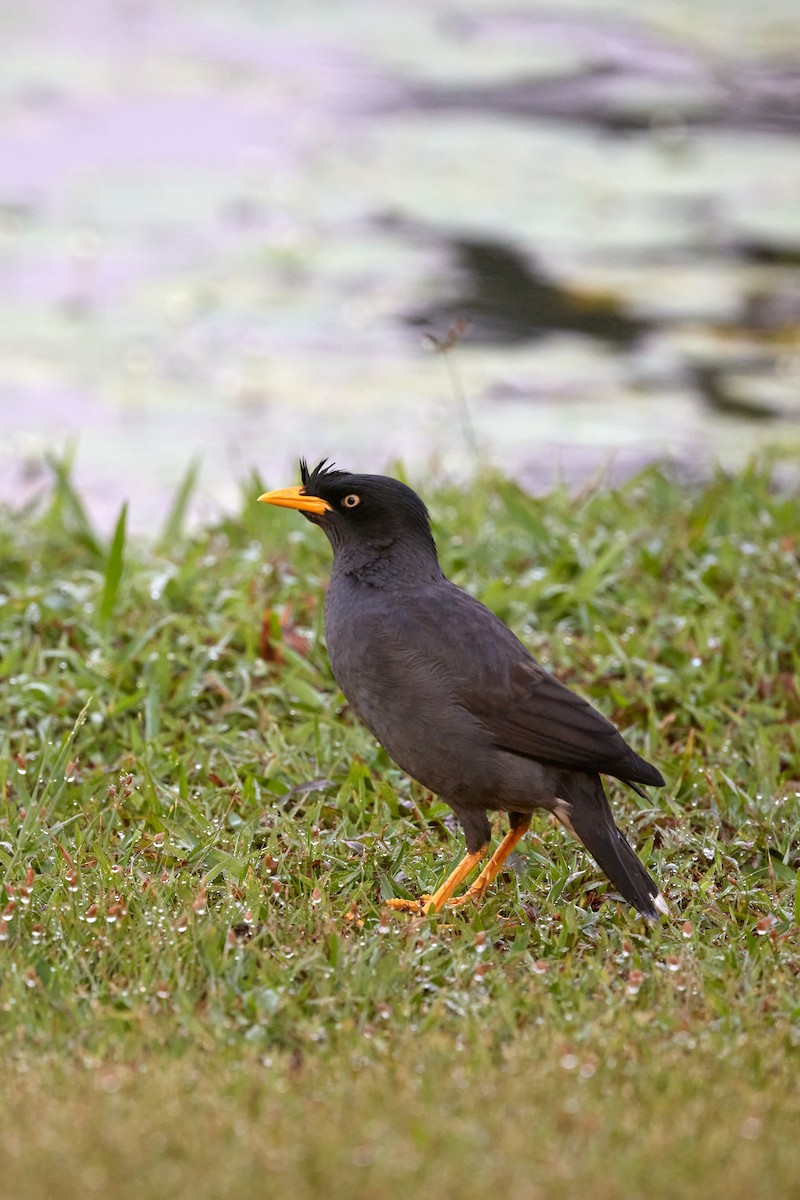 Javan Myna - S S Cheema