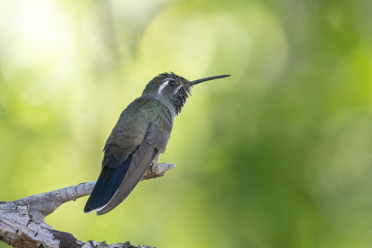 Blue-throated Mountain-gem - Pawel Michalak