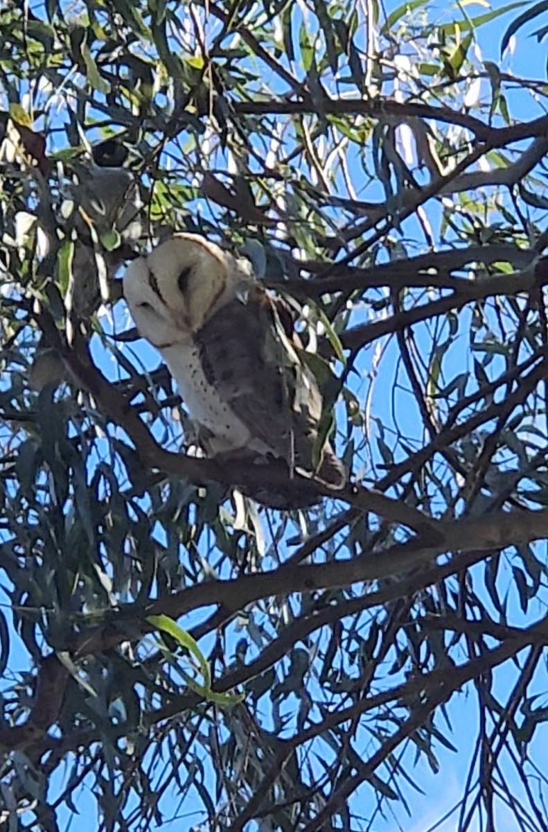 Barn Owl - ML619378526