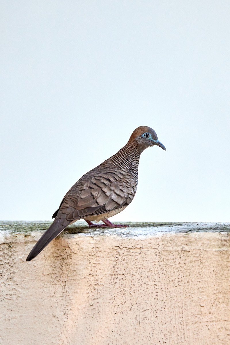 Zebra Dove - S S Cheema