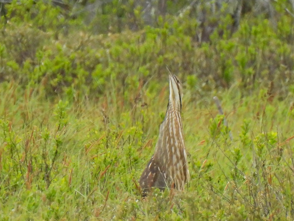 American Bittern - ML619378552