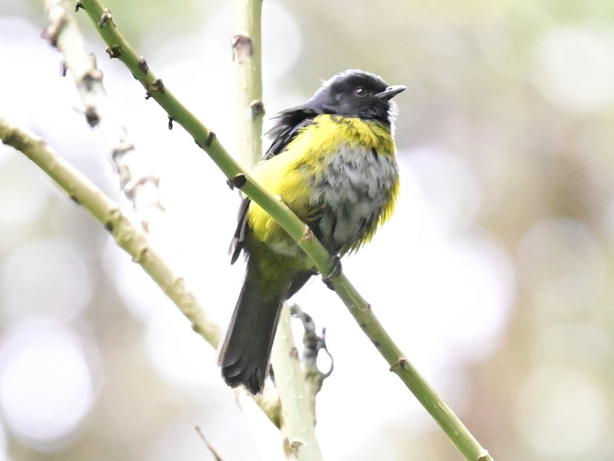 Black-and-yellow Silky-flycatcher - Vivian Fung