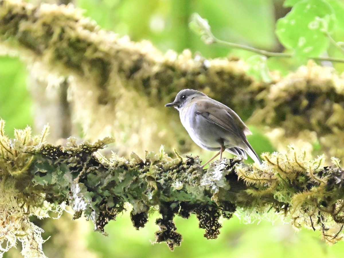 Black-billed Nightingale-Thrush - Vivian Fung