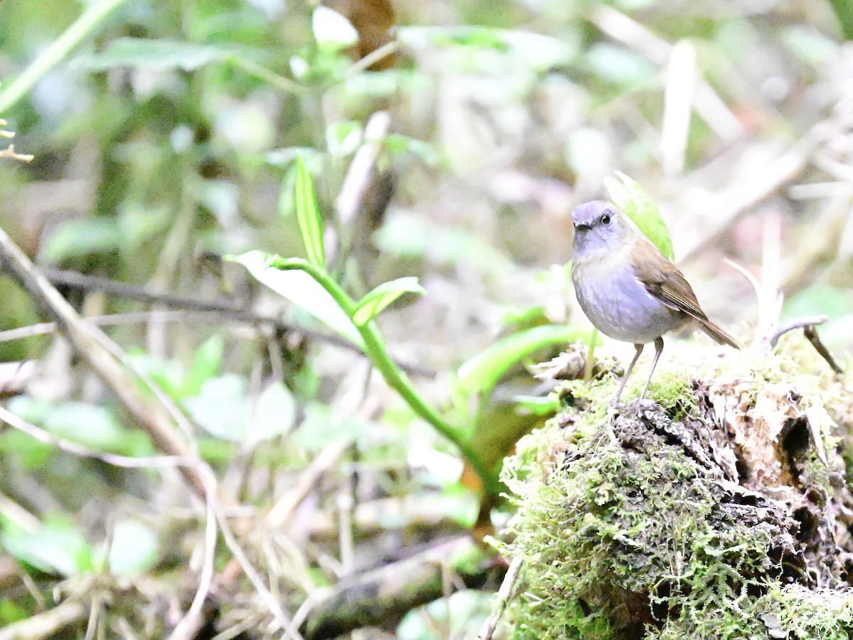 Black-billed Nightingale-Thrush - ML619378574