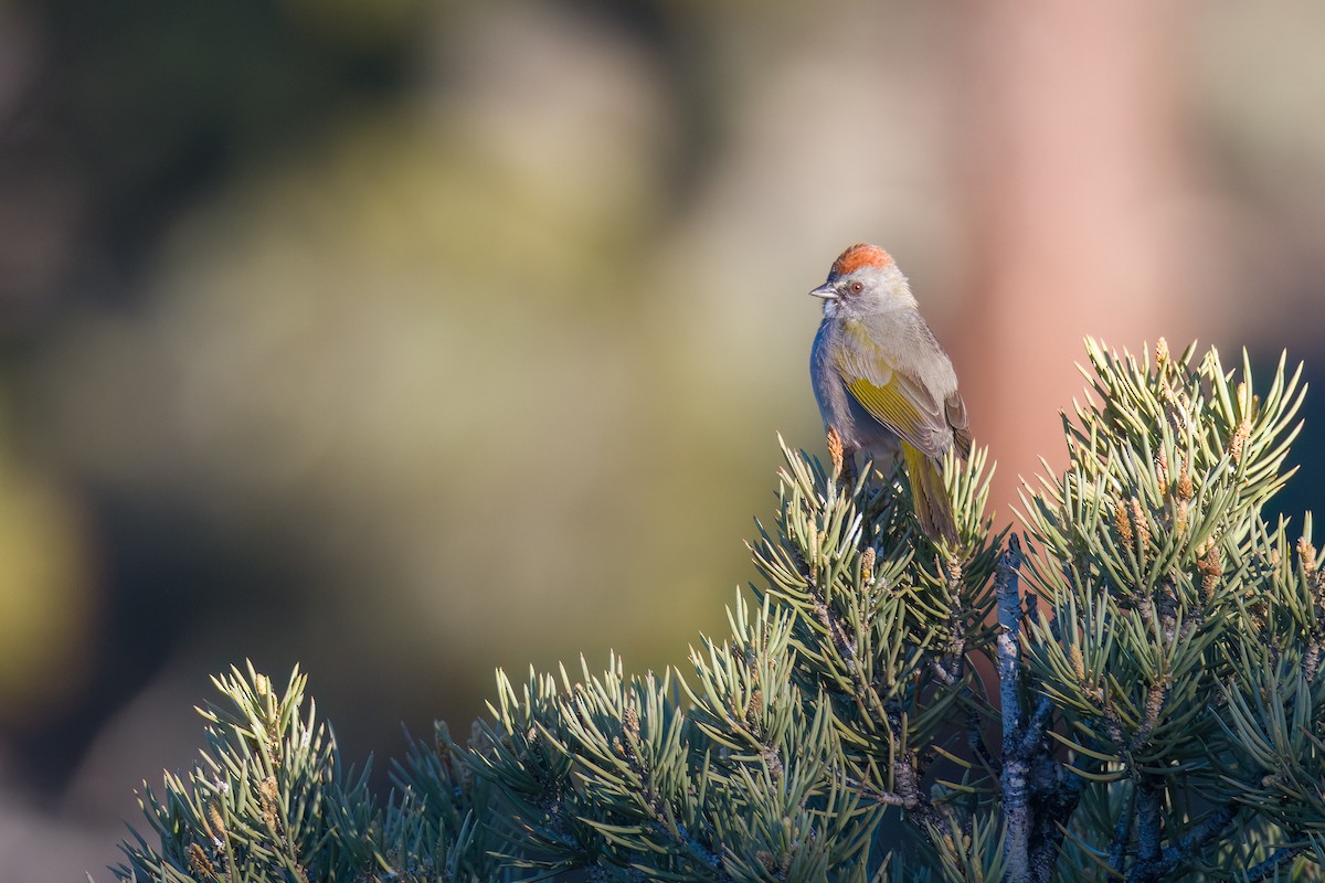 Green-tailed Towhee - Michael Schulte