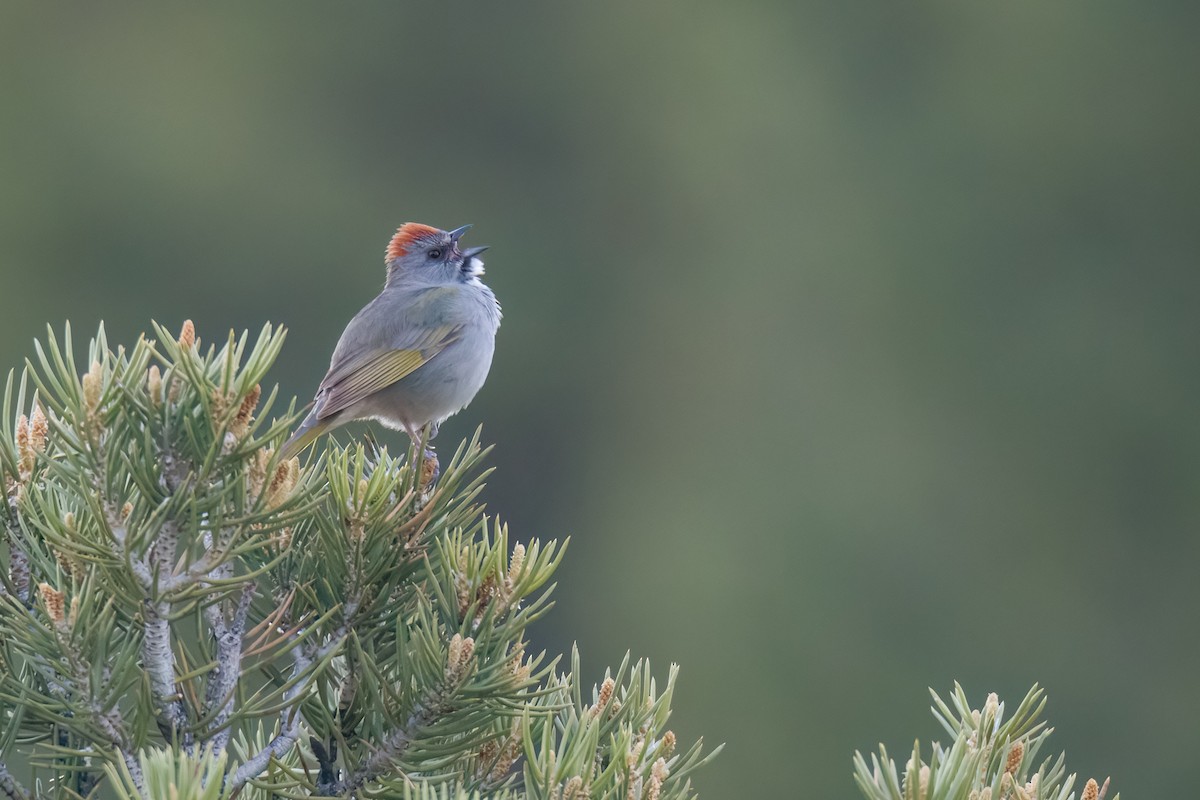 Green-tailed Towhee - Michael Schulte