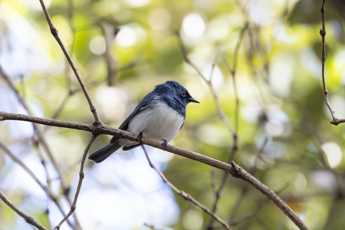 Leaden Flycatcher - Nathan Bartlett