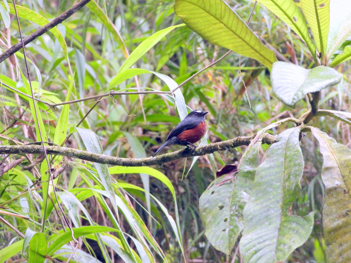 Chestnut-bellied Chat-Tyrant - Juan Carlos Cano Aguilera