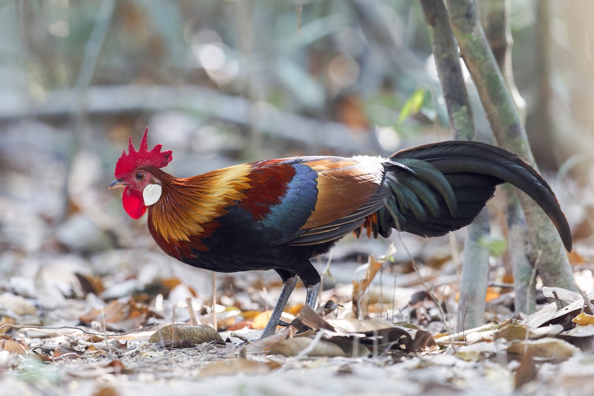 Red Junglefowl - Se Chea