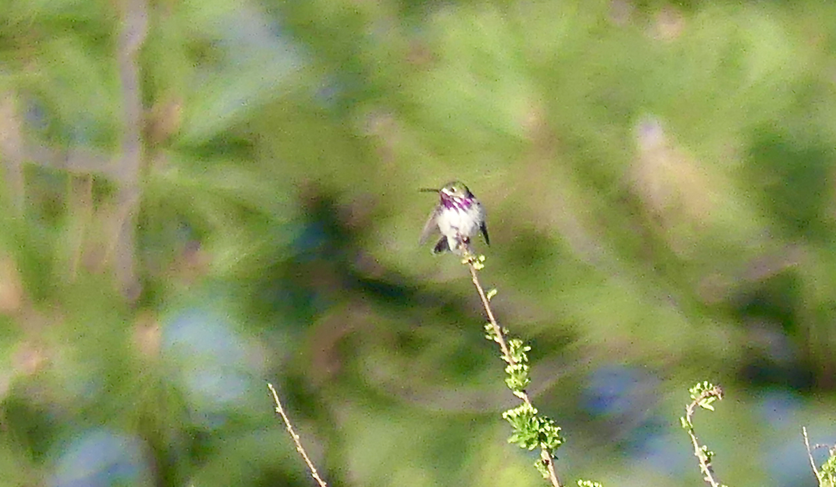 Calliope Hummingbird - N Jones