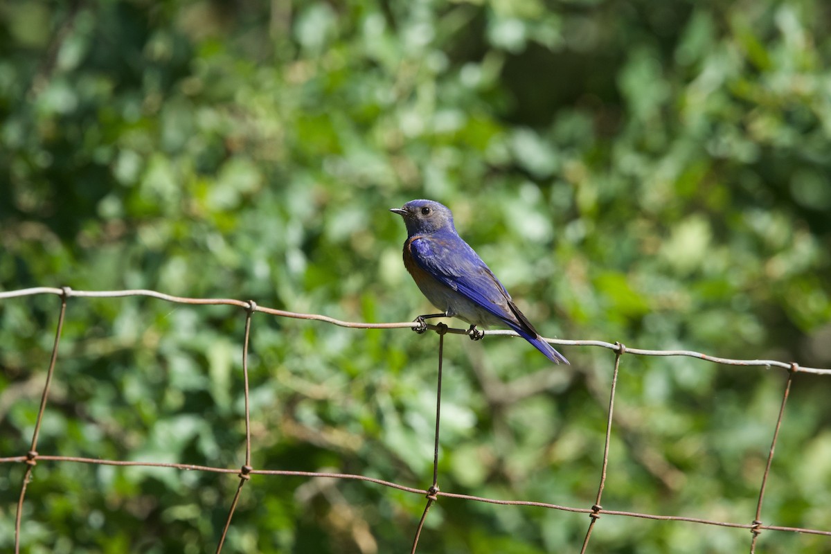 Western Bluebird - ML619378686