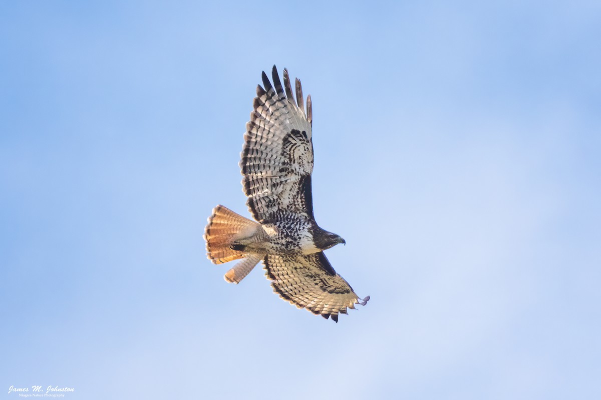 Red-tailed Hawk - James Johnston