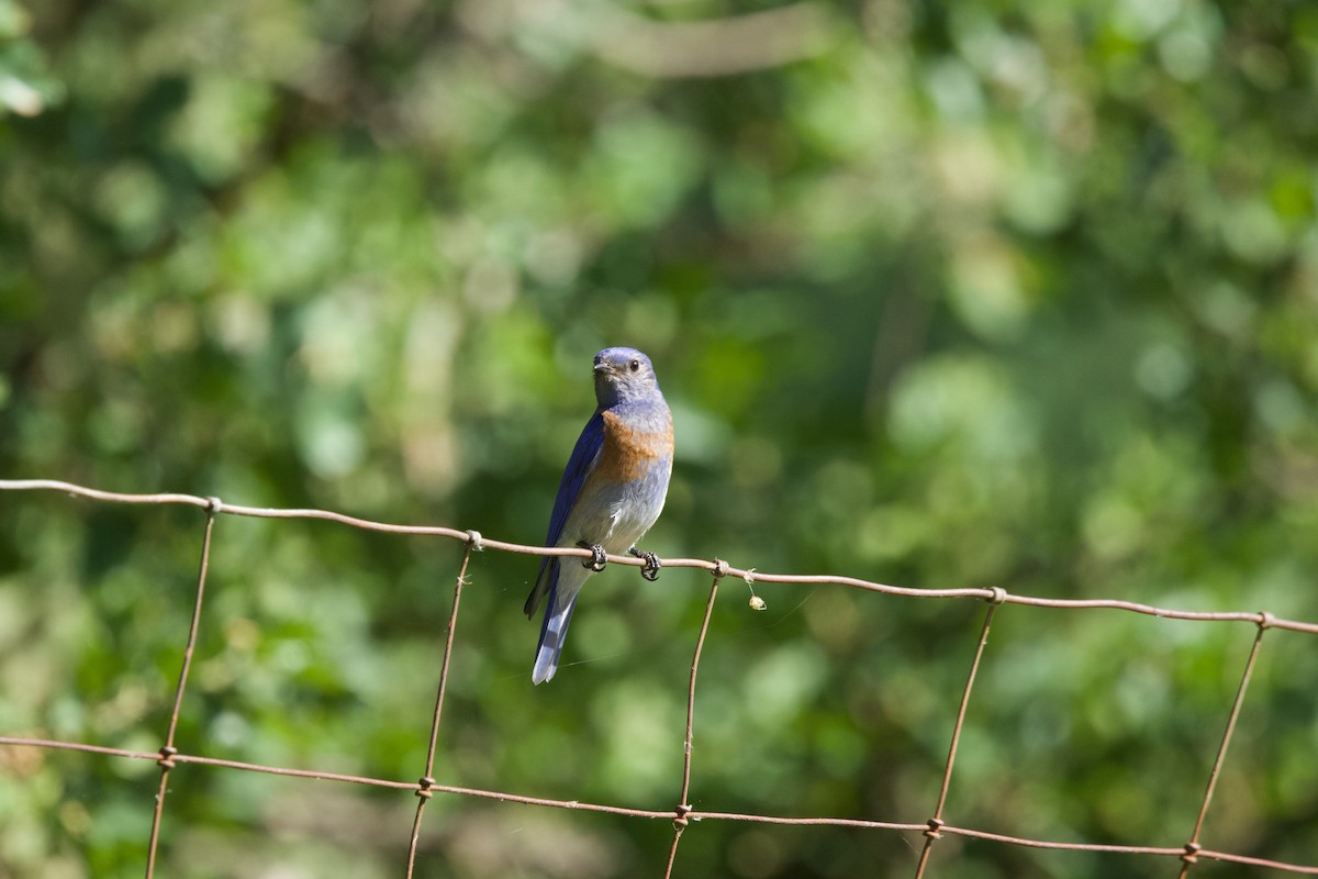 Western Bluebird - ML619378691