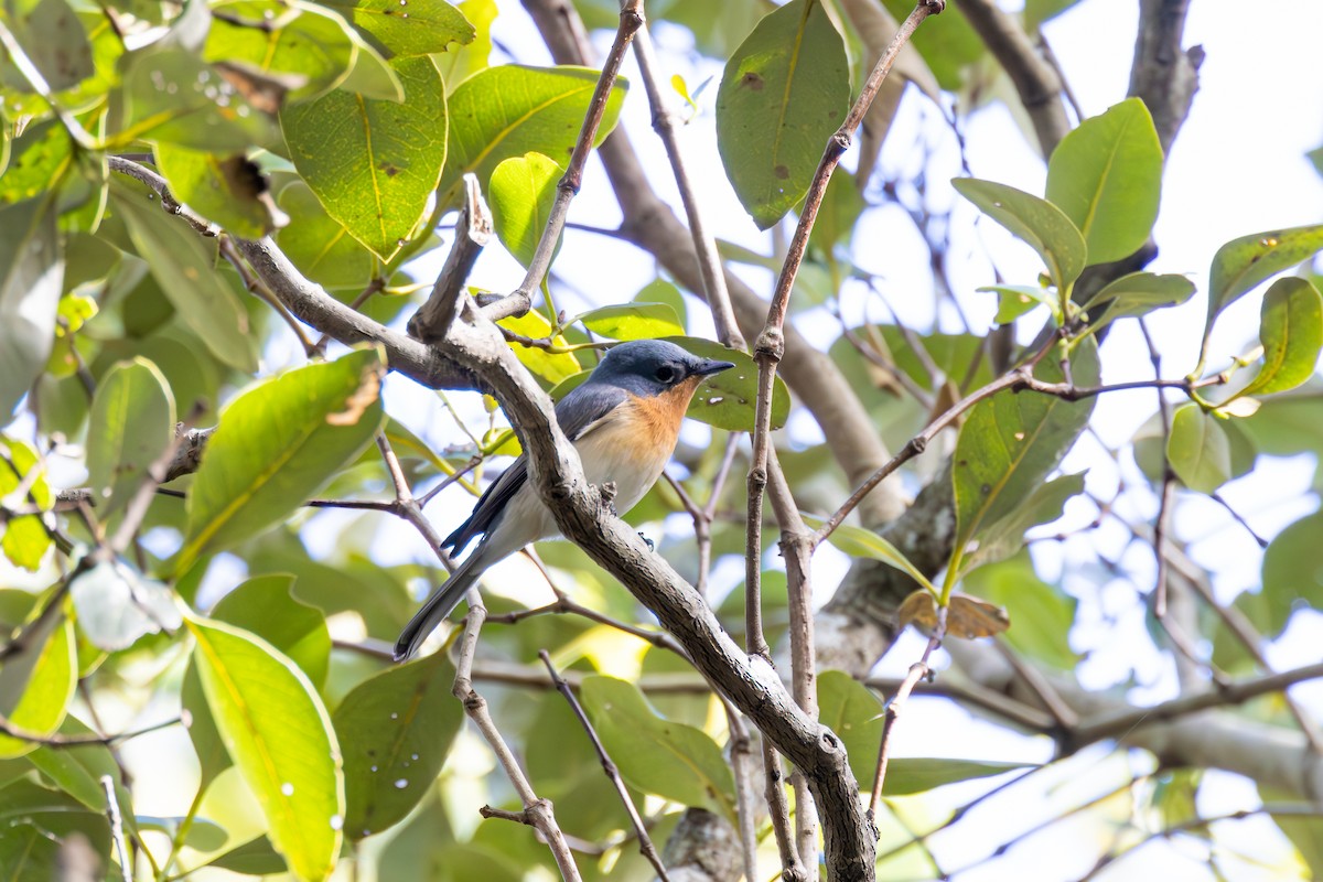 Leaden Flycatcher - Nathan Bartlett