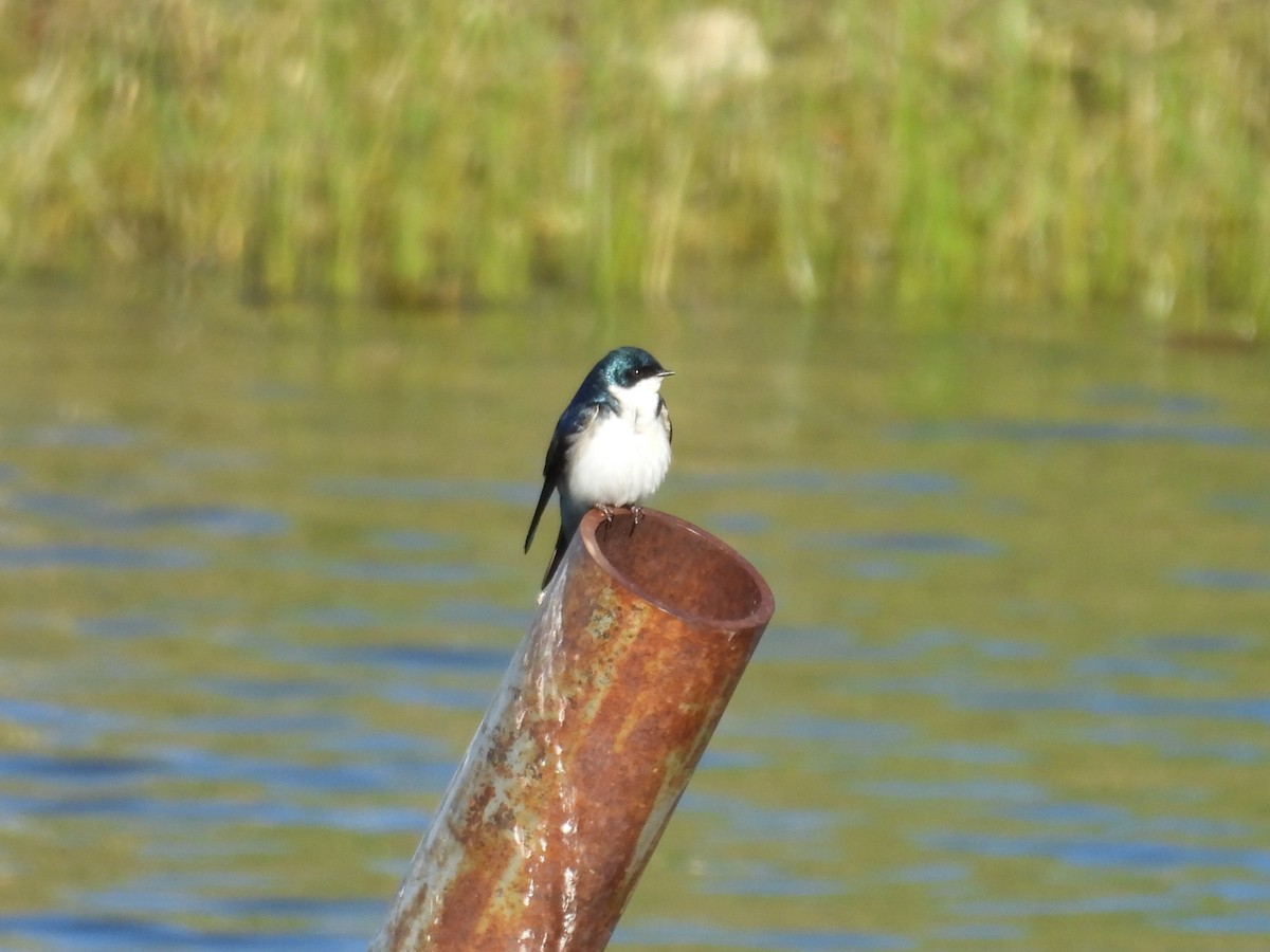 Tree Swallow - Tonie Hansen