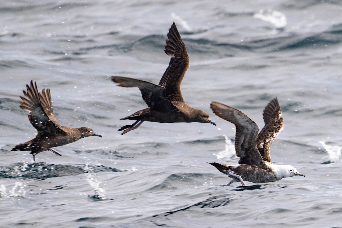 Sooty Shearwater - Nancy Christensen