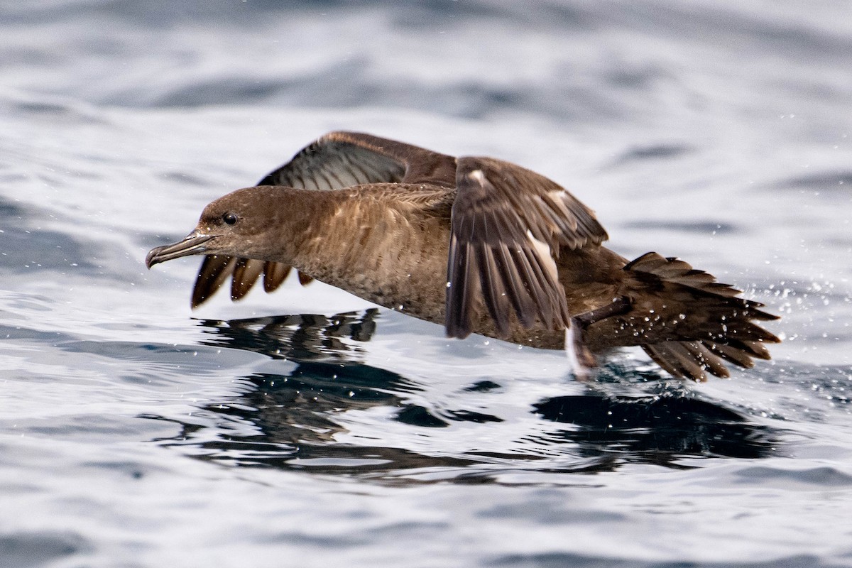 Sooty Shearwater - Nancy Christensen