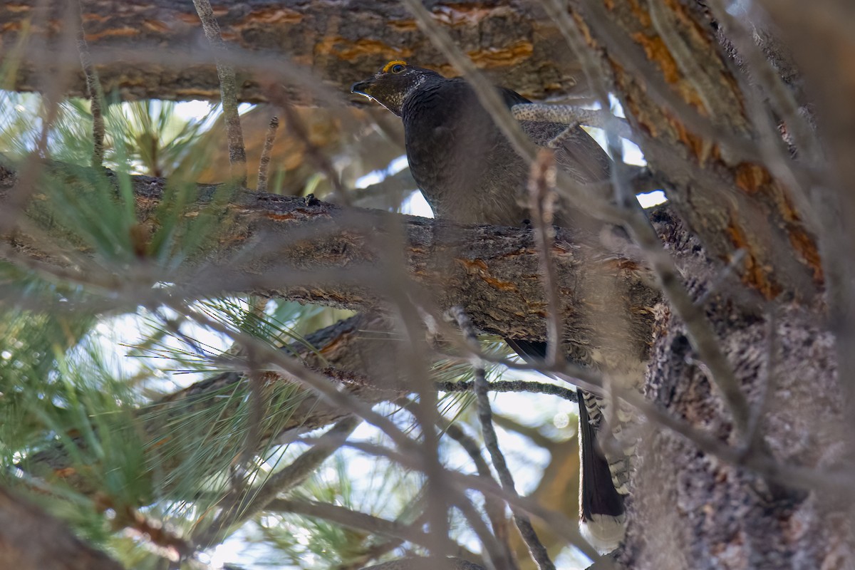 Sooty Grouse - ML619378742