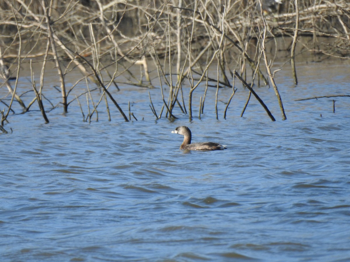 Pied-billed Grebe - Javier A.V. Diaz