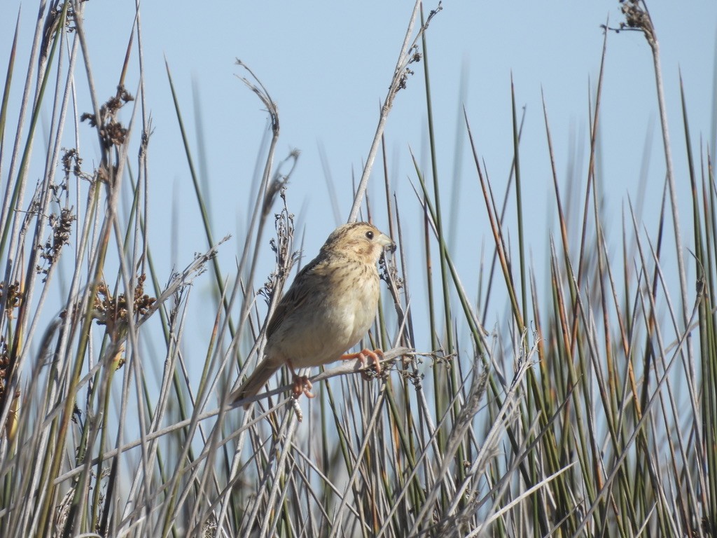 Corn Bunting - Beth Bruckheimer