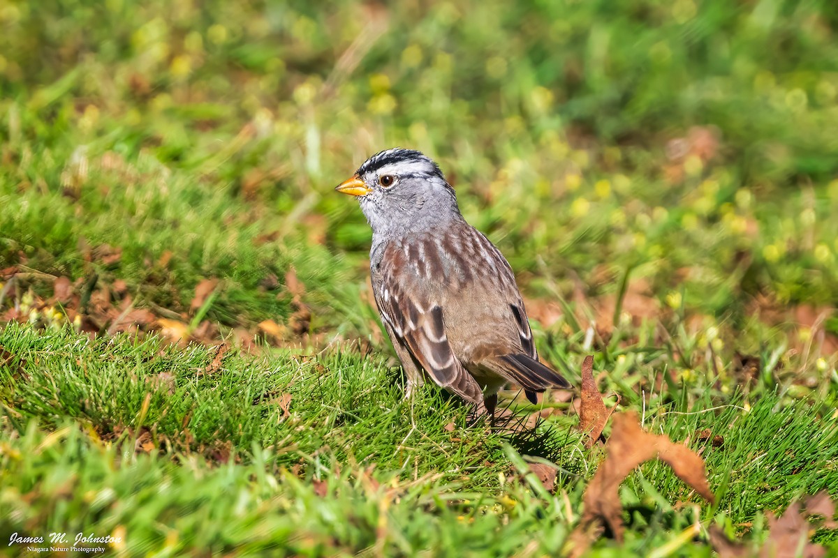 White-crowned Sparrow (Gambel's) - James Johnston