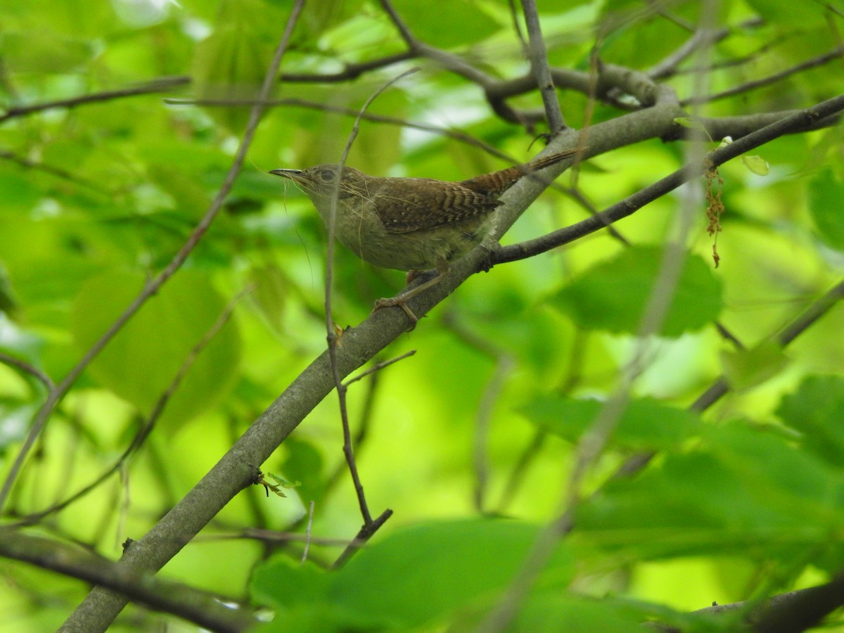 House Wren - ML619378769