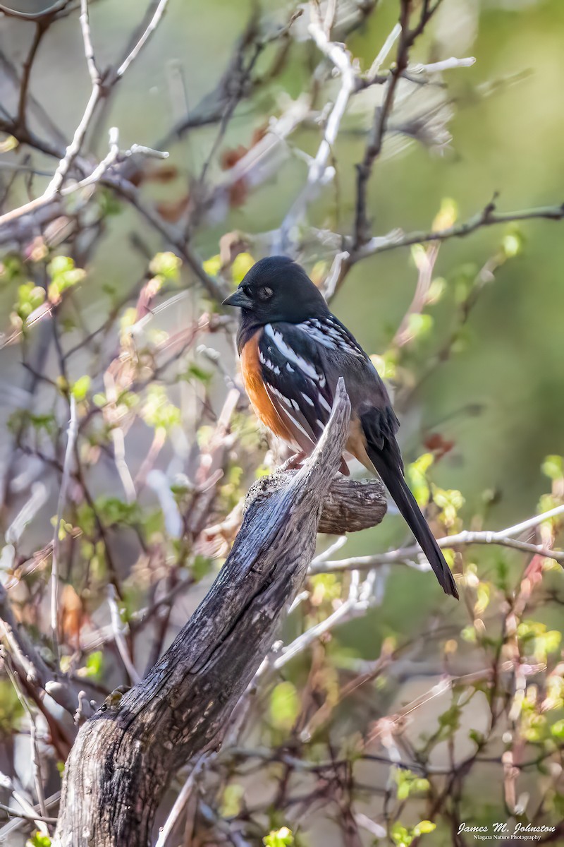 Spotted Towhee - James Johnston