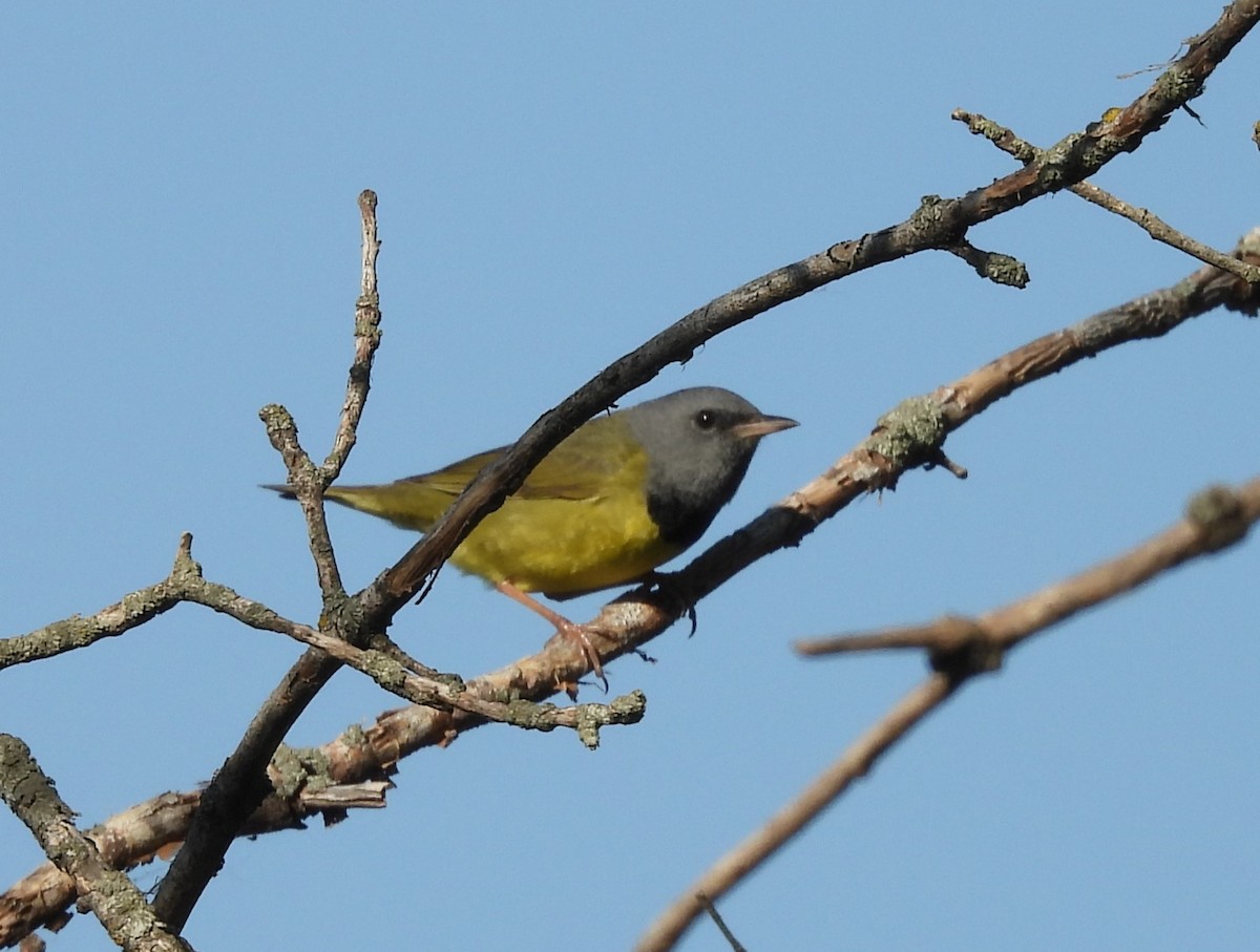 Mourning Warbler - ML619378774