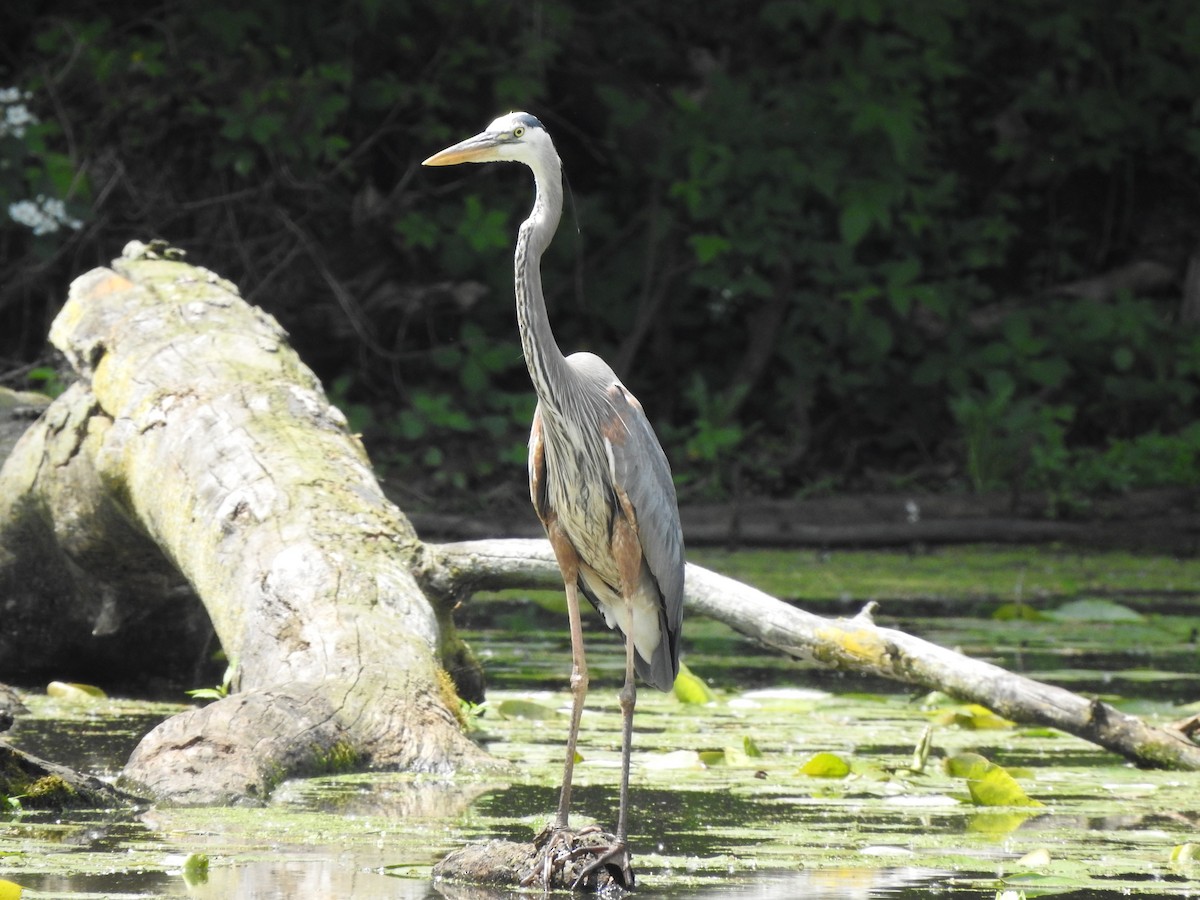 Great Blue Heron - Joe Sudomir