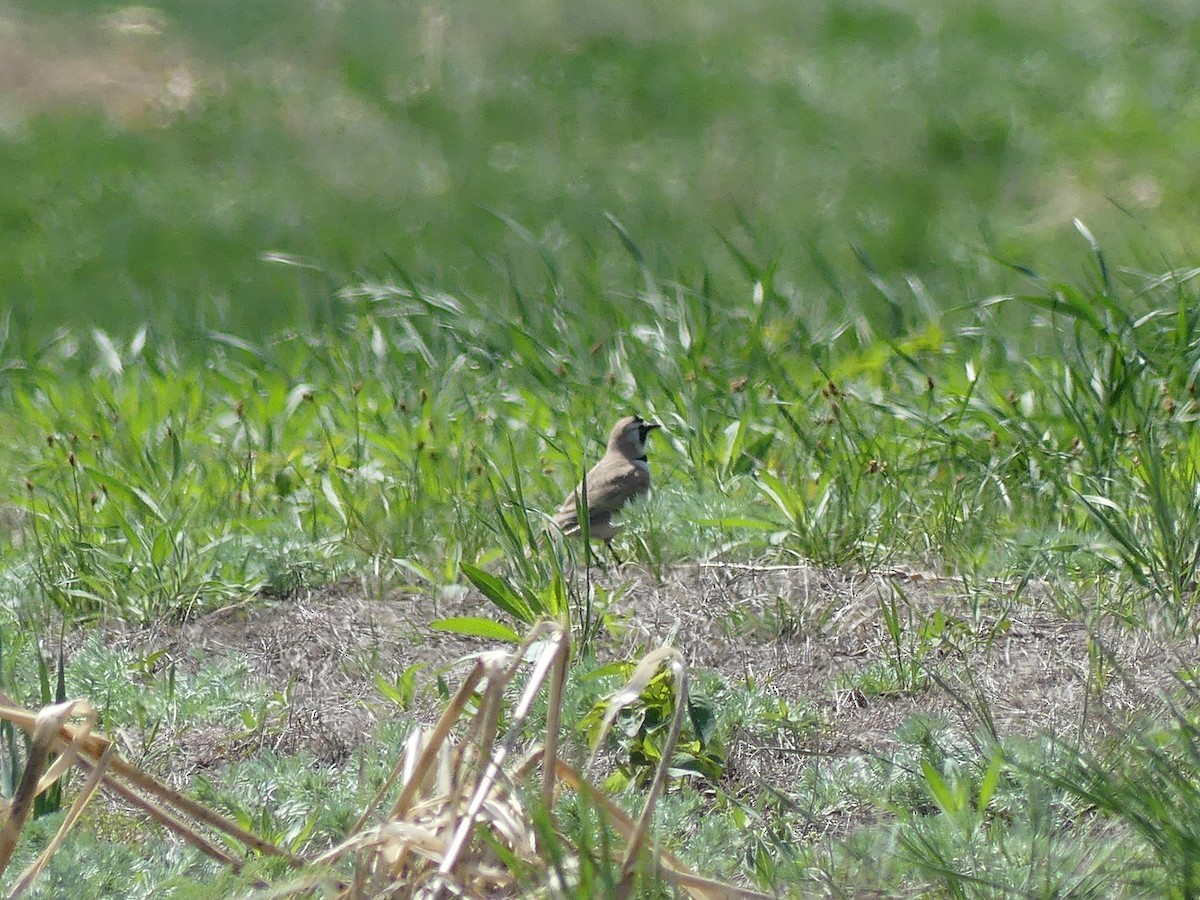 Horned Lark - Peder Stenslie