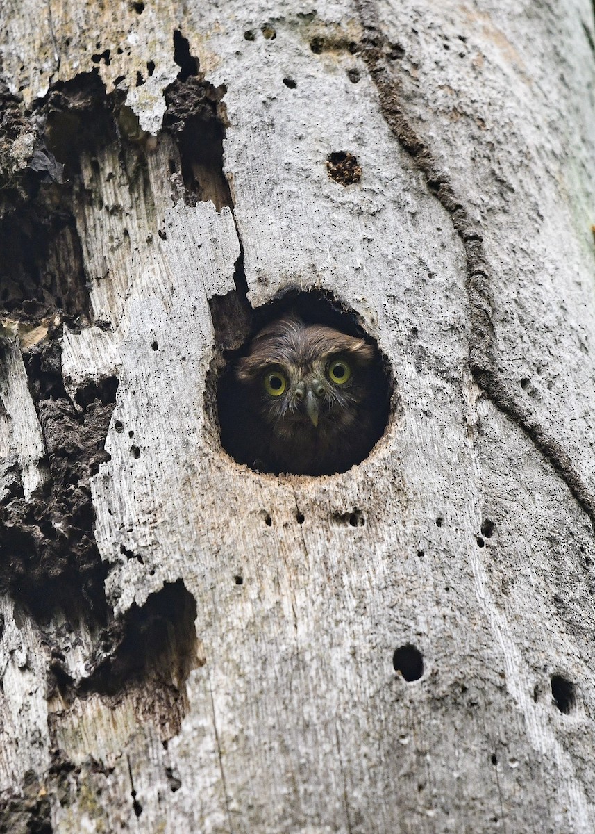 Ferruginous Pygmy-Owl - Rebecca Maier