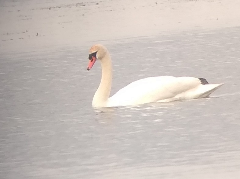 Mute Swan - ML619378782