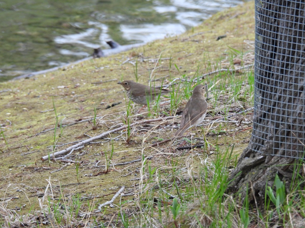 Swainson's Thrush - ML619378784