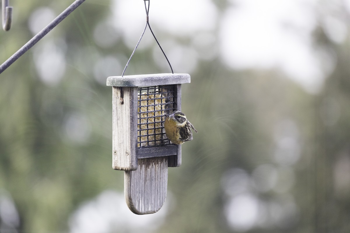 Black-headed Grosbeak - Anthony Gliozzo